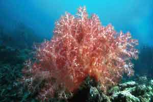 corallo rosa